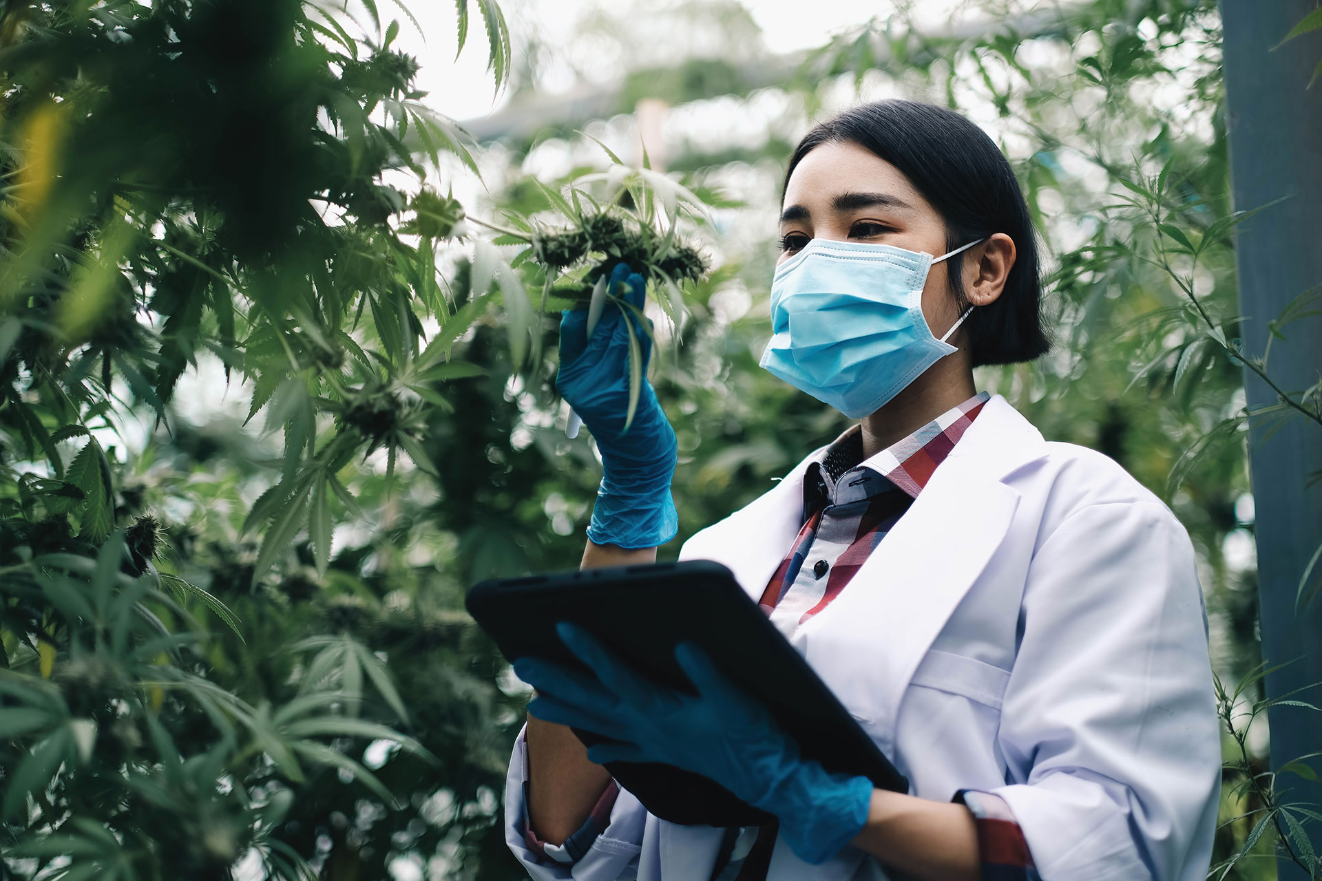 CBD-Cannbinoid-glossary CBD-Cannbinoid-glossary